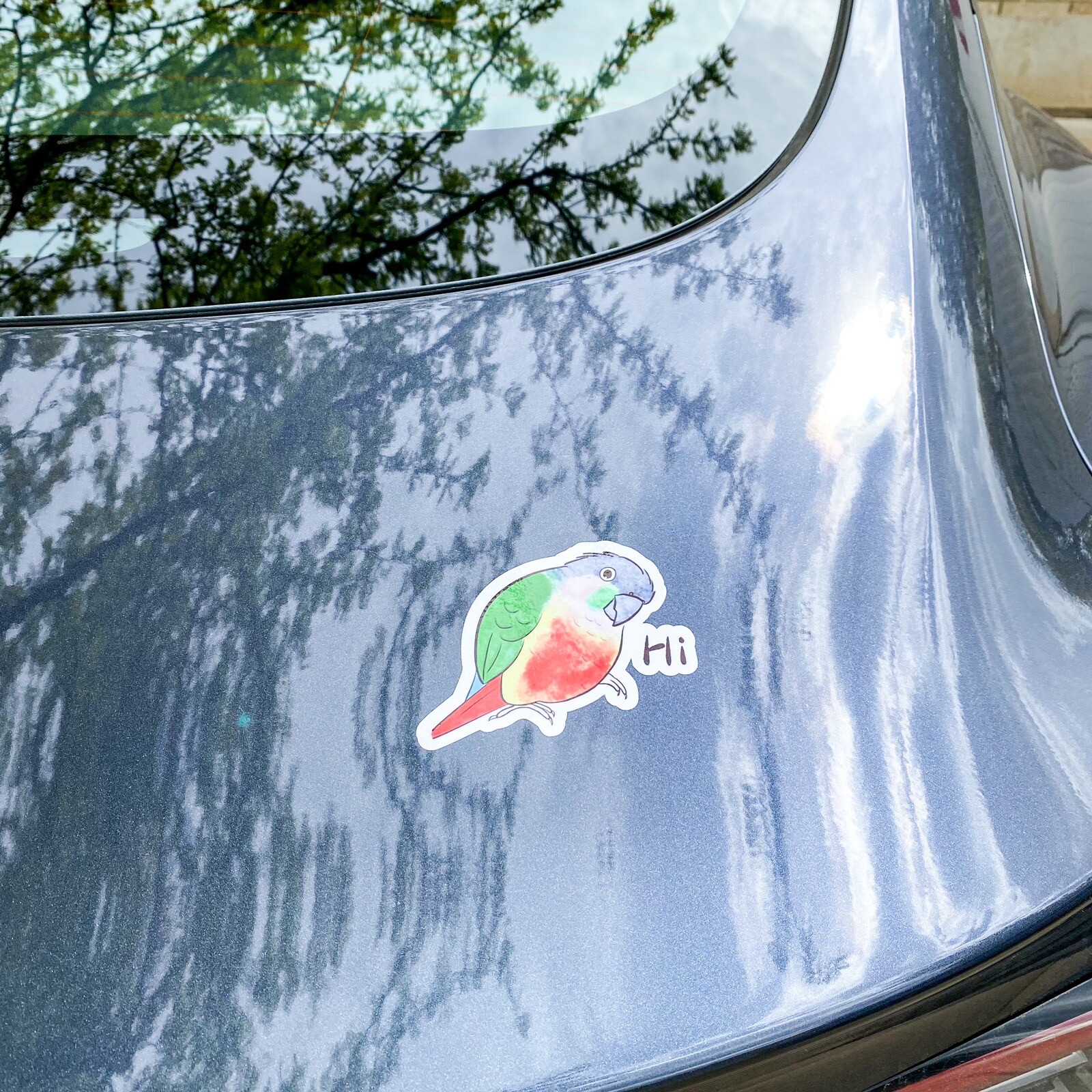 Green Cheek Conure CAR Stickers (yellow sided) Outdoor use / UV & Water Proof