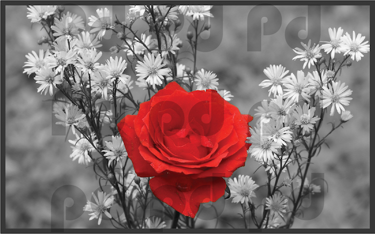 Rose Wall Decal Mural Flowers Wall Vinyl Red Flower Black And White, c09