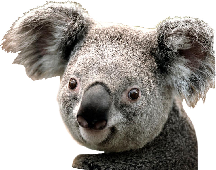 Cute Koala Wall Decal Mural Australia Wild Animals Removable Bear Vinyl, a19