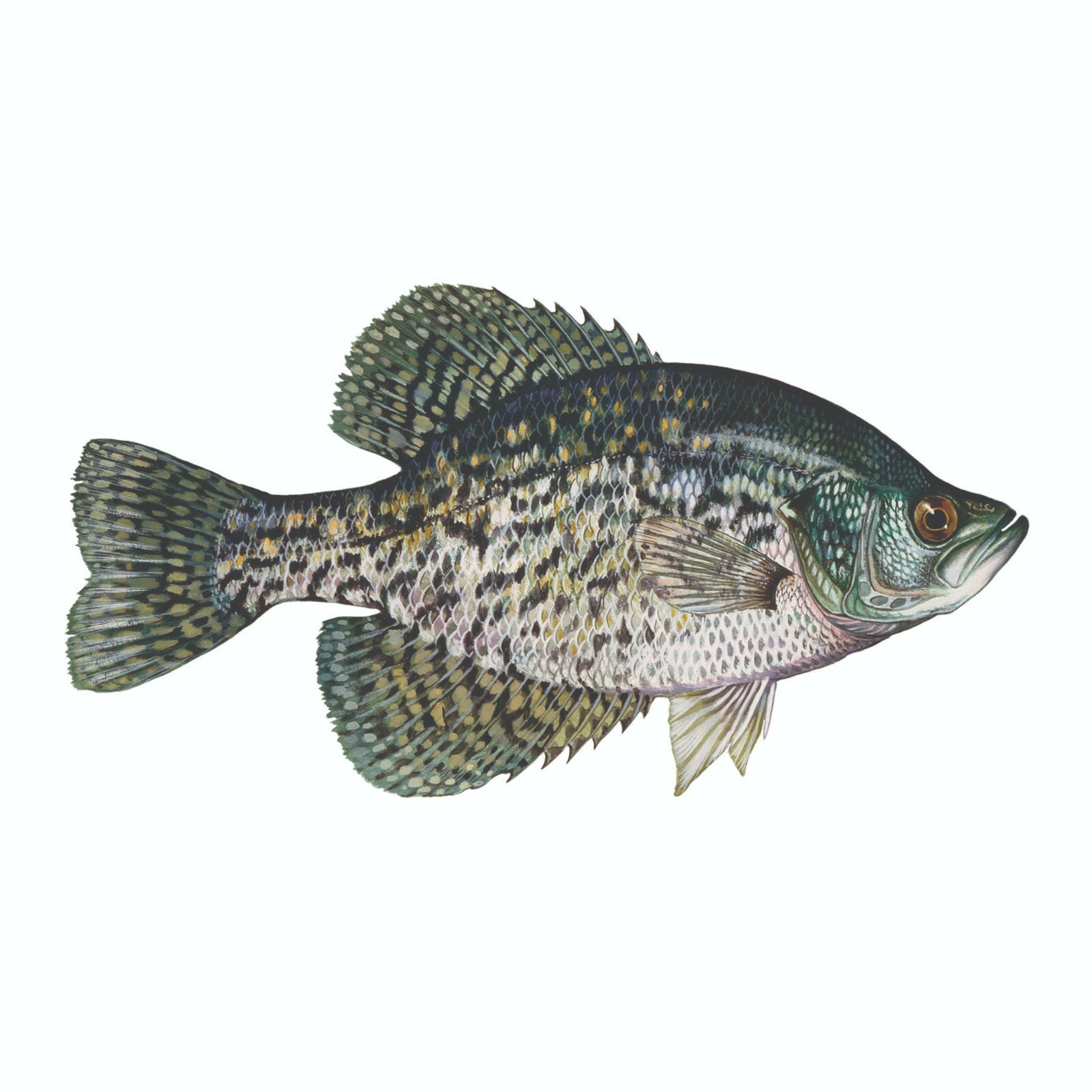 Black Crappie Sticker, Decal, Bumper Sticker Truck, Fishing, Boat Stickers 2/pk
