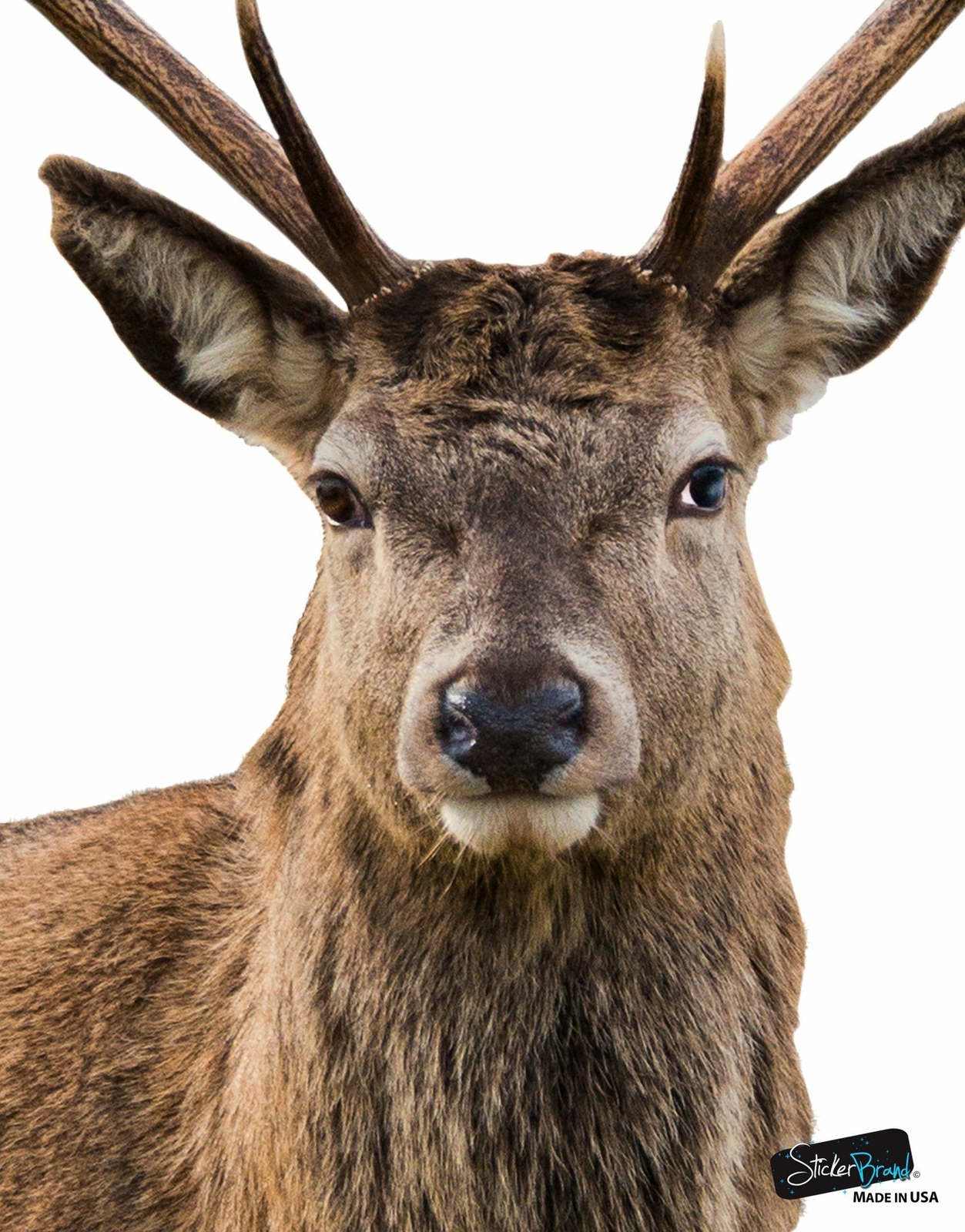 Wildlife Nature Deer Wall Decal Sticker. Posing and Staring. Large Horn Buck wit