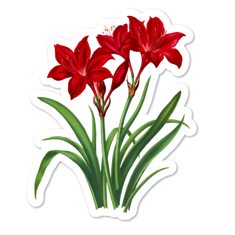 Red Lily Vinyl Sticker, Water Resistant, Scrapbooking, Laptop, 2 Sizes