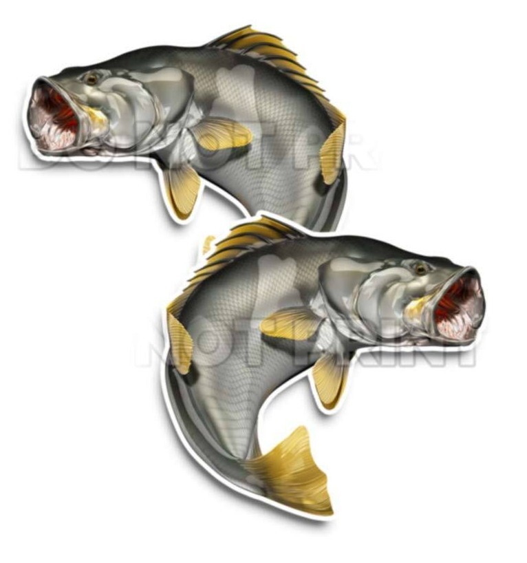 Barramundi Decals Fish Stickers Vinyl Tackle Box Giant Sea Perch- Set of 2 #0134