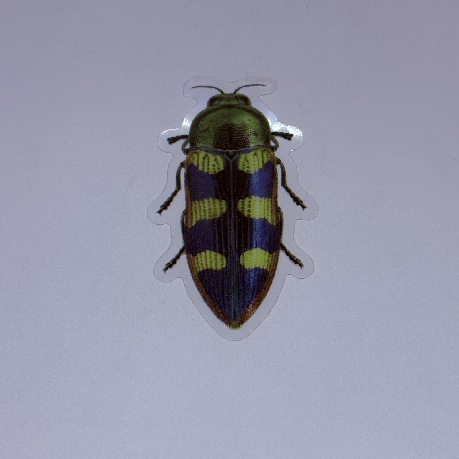Buprestidae Jewel Beetle Sticker Realistic Insect Art Transparent Decal Tc9