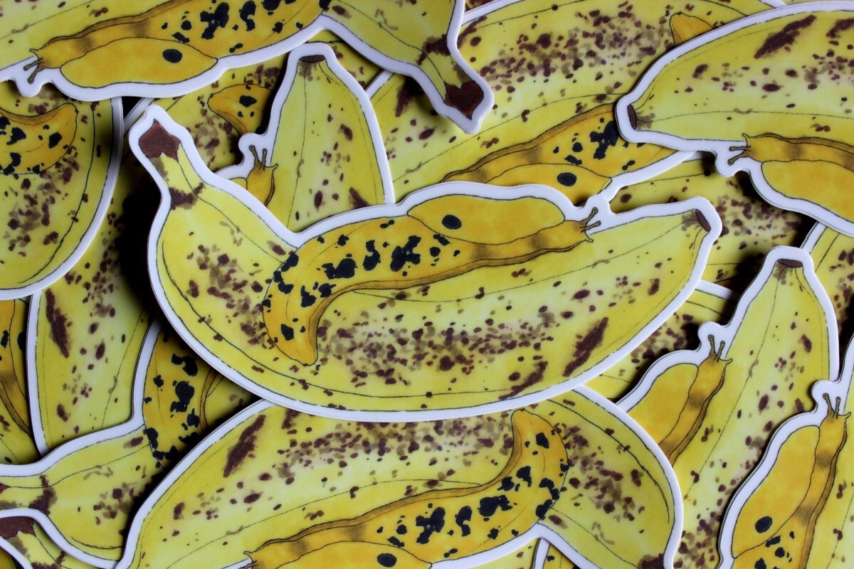 Banana Slug on a Banana 4" Indoor/Outdoor Vinyl Sticker Nature Wildlife Art