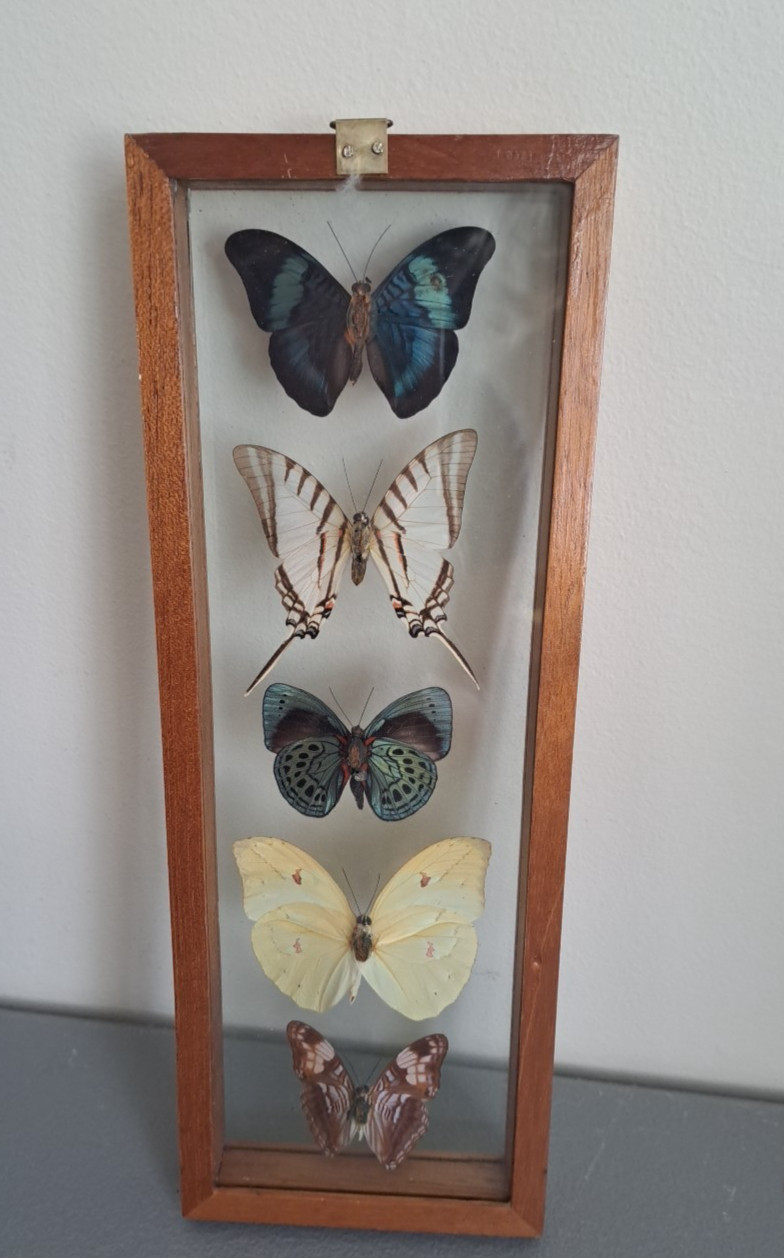 Framed Five Peruvian Butterflies 12.5" x 4.5"