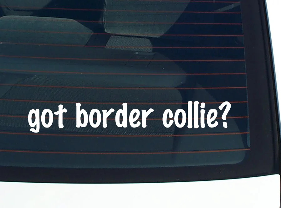 got border collie? CAR DECAL BUMPER STICKER VINYL FUNNY JOKE WINDOW