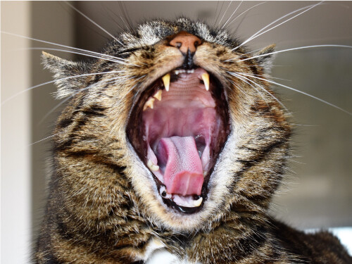 Vibrant Funny Yawning Kitten Laughing Cat Cute Poster Print Paper OR Wall Vinyl