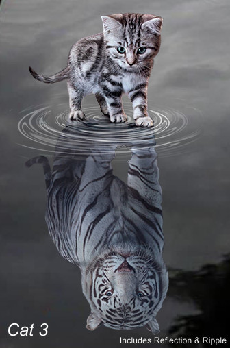 LARGE-SIZED CAR DECALS – CAT – 5 CHOICES