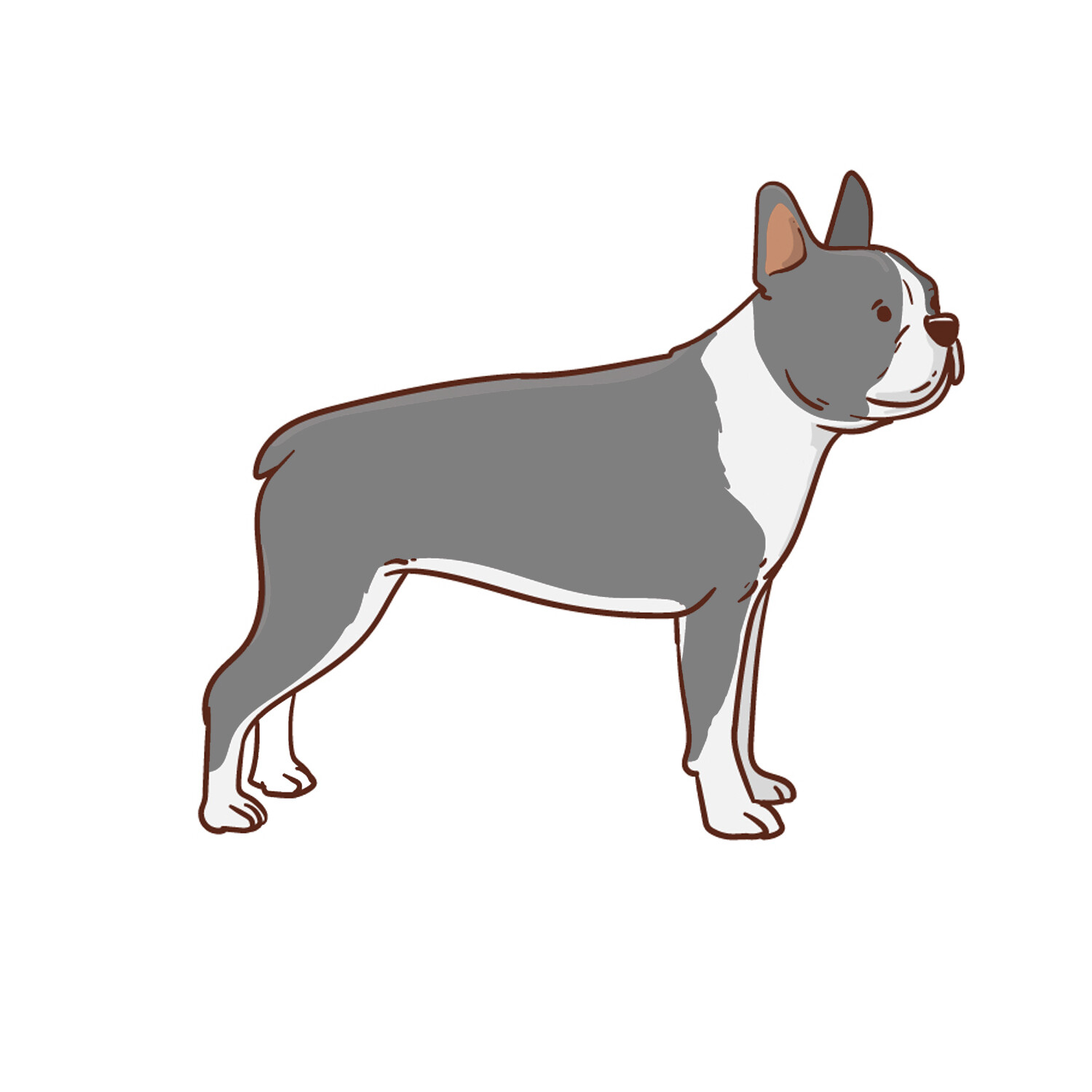 Gray Boston Terrier Sticker Vinyl Decal Car Window Laptop Bull Dog Bumper
