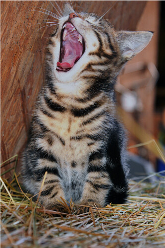 Kitten Yawning Laughing Funny Cute Cat Vibrant Poster Print Paper OR Wall Vinyl