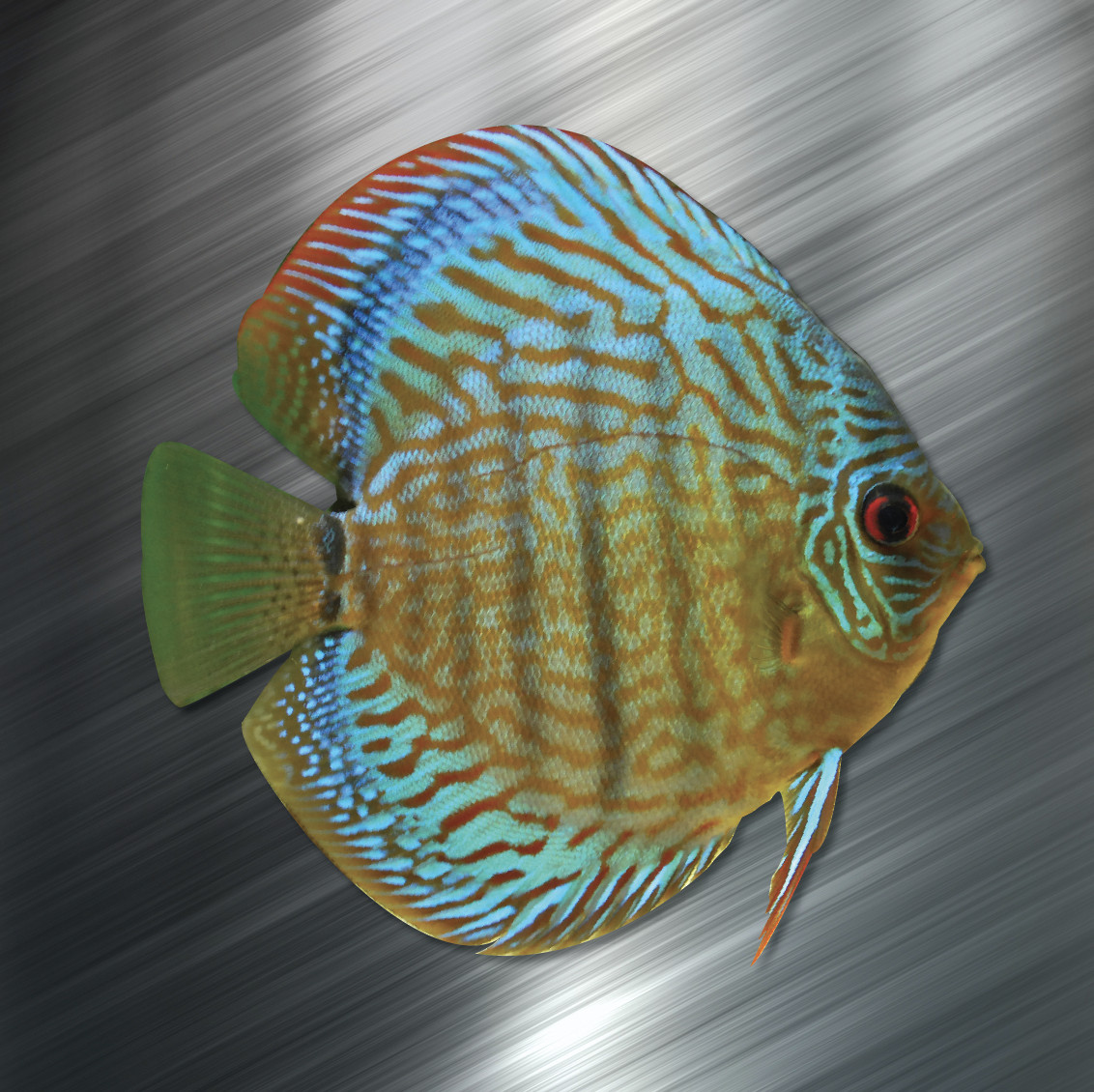 (1) ONE Discus Vinyl Decal Sticker Car Laptop Tropical Fish Aquarium Cichlid NEW