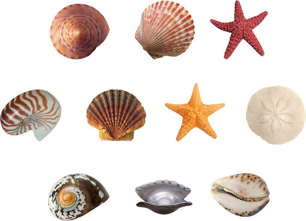 SEASHELLS 10 Decals Removable WALL STICKER Home Art Sandollar Pearl Starfish