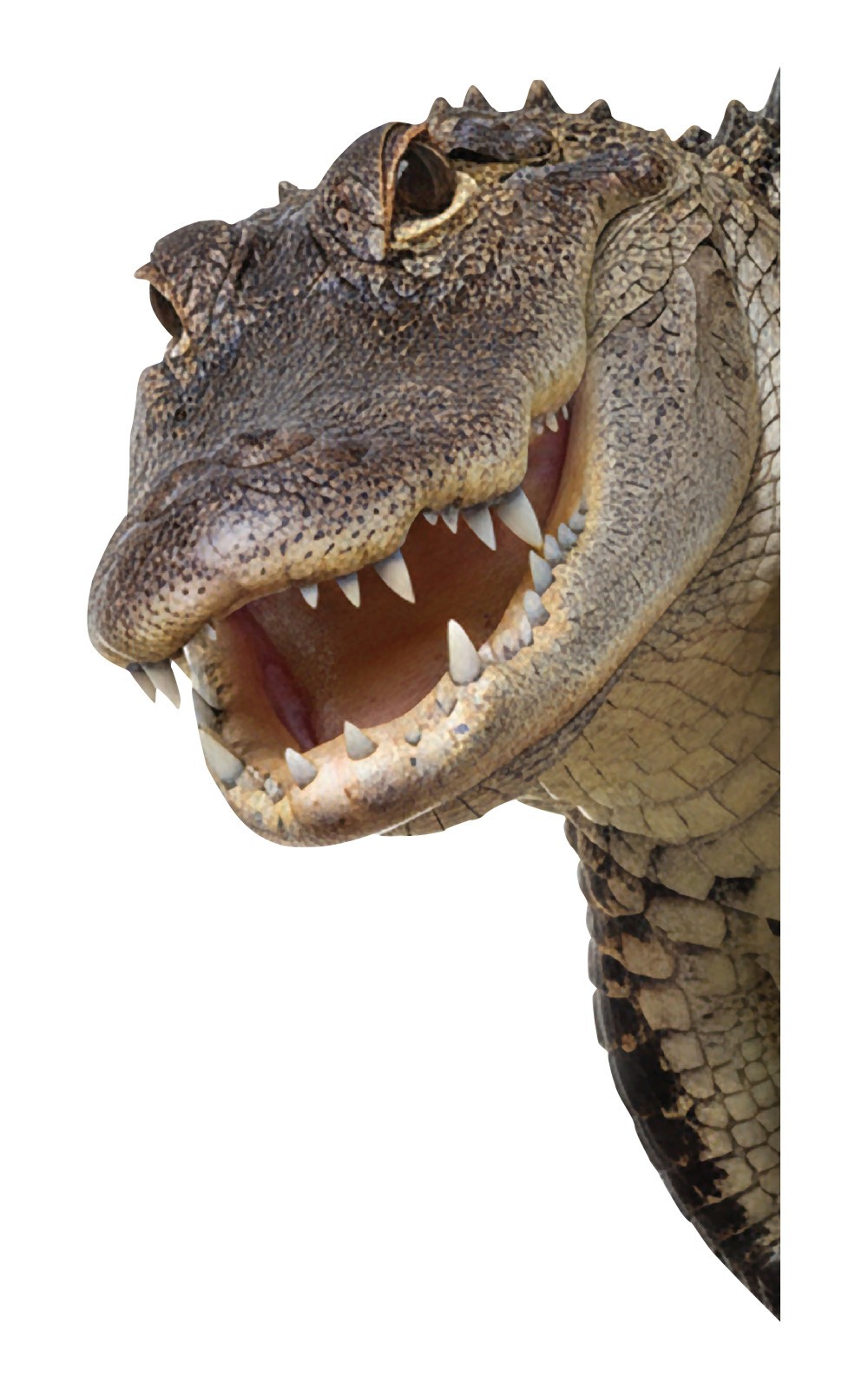 Gator Peering Around Wall Decal – Design 001 – 8" wide x 14.5" tall