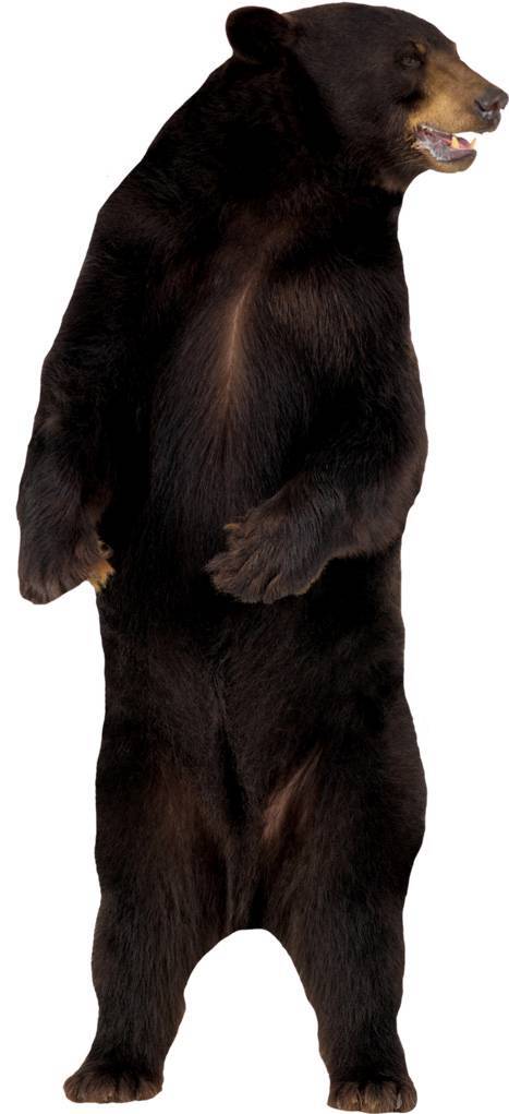 BEAR Decal Removable WALL STICKER Home Decor Art Mural Grizzly Wild Animals