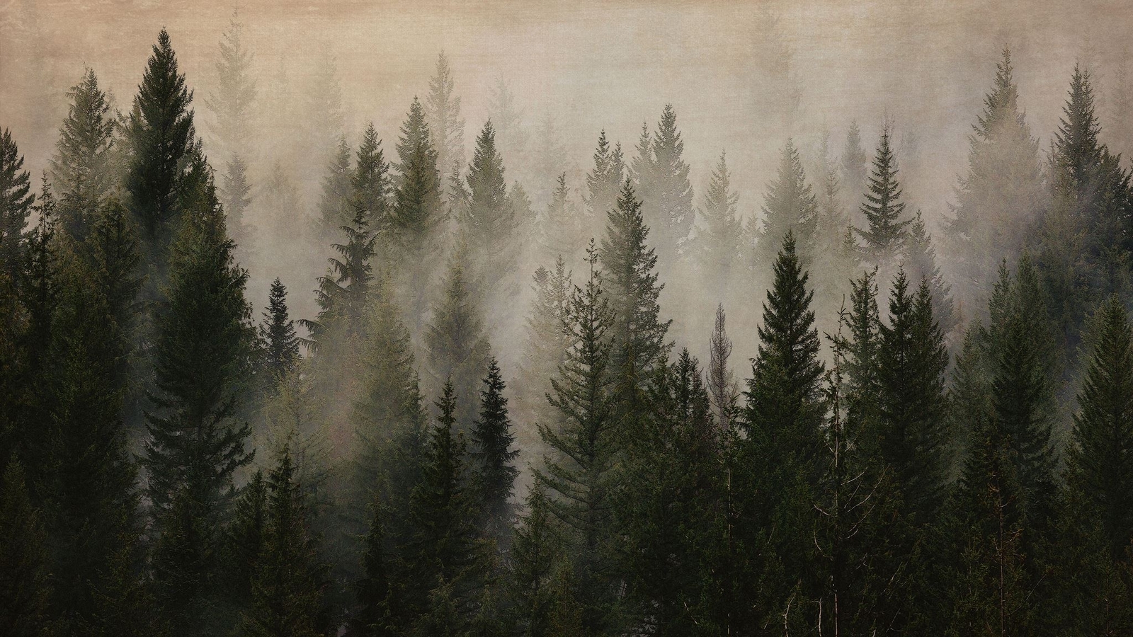 Misty Pine Tree Forest Landscape Wallpaper. Peel and Stick Wall Mural. Self Adhe