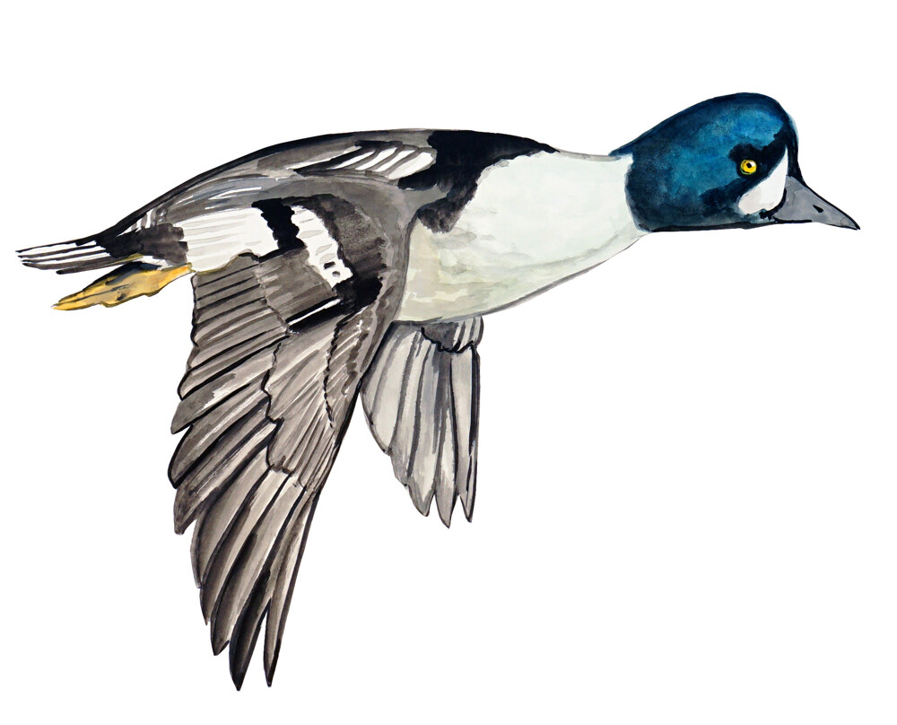 Goldeneye Duck Printed Vinyl Decal Wall Window Car Sticker