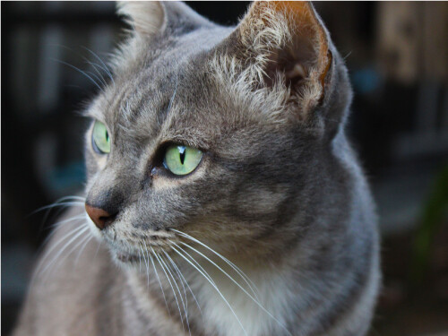 Vibrant Grey Striped Green Eyes Kitten Cute Cat Poster Print Paper OR Wall Vinyl
