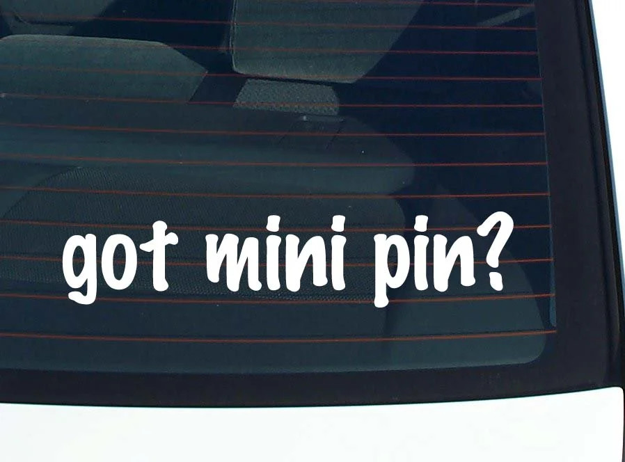 got mini pin? CAR DECAL BUMPER STICKER VINYL FUNNY JOKE WINDOW