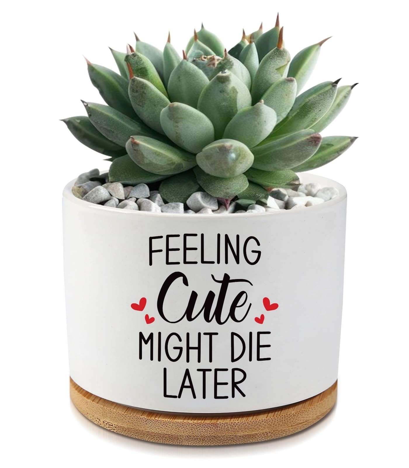 Feeling Cute Might Die Later,3.5 inch Ceramic Succulent Cactus Planter Pots,F…