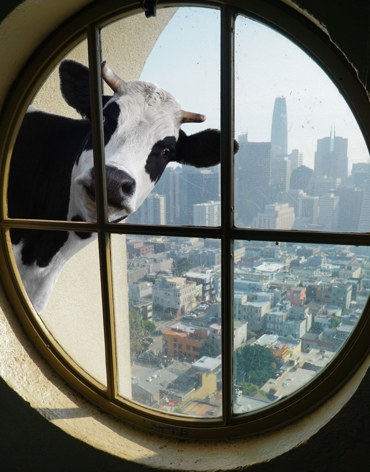 Peeking Cow Wall Decal Color Graphics. #6266