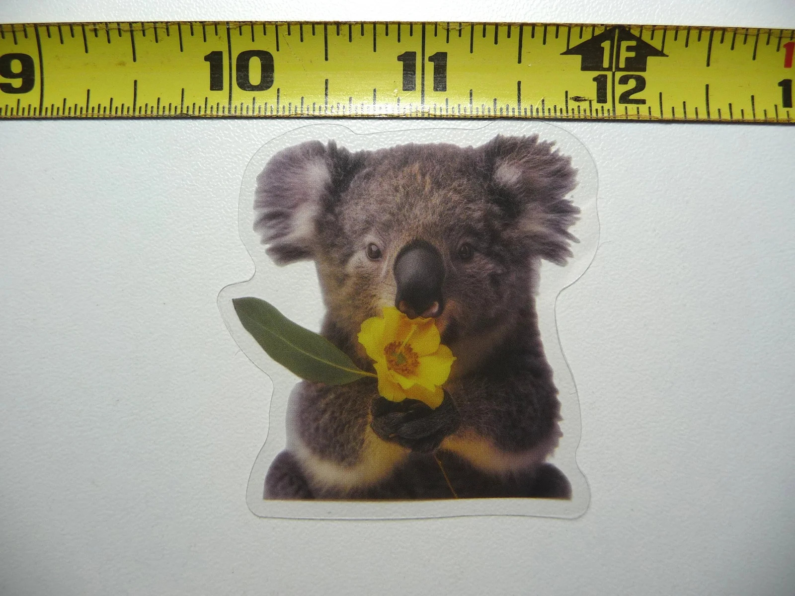 KOALA BEAR EATING SMALL STICKER DECAL WILDLIFE COLORFUL ZOO FUNNY