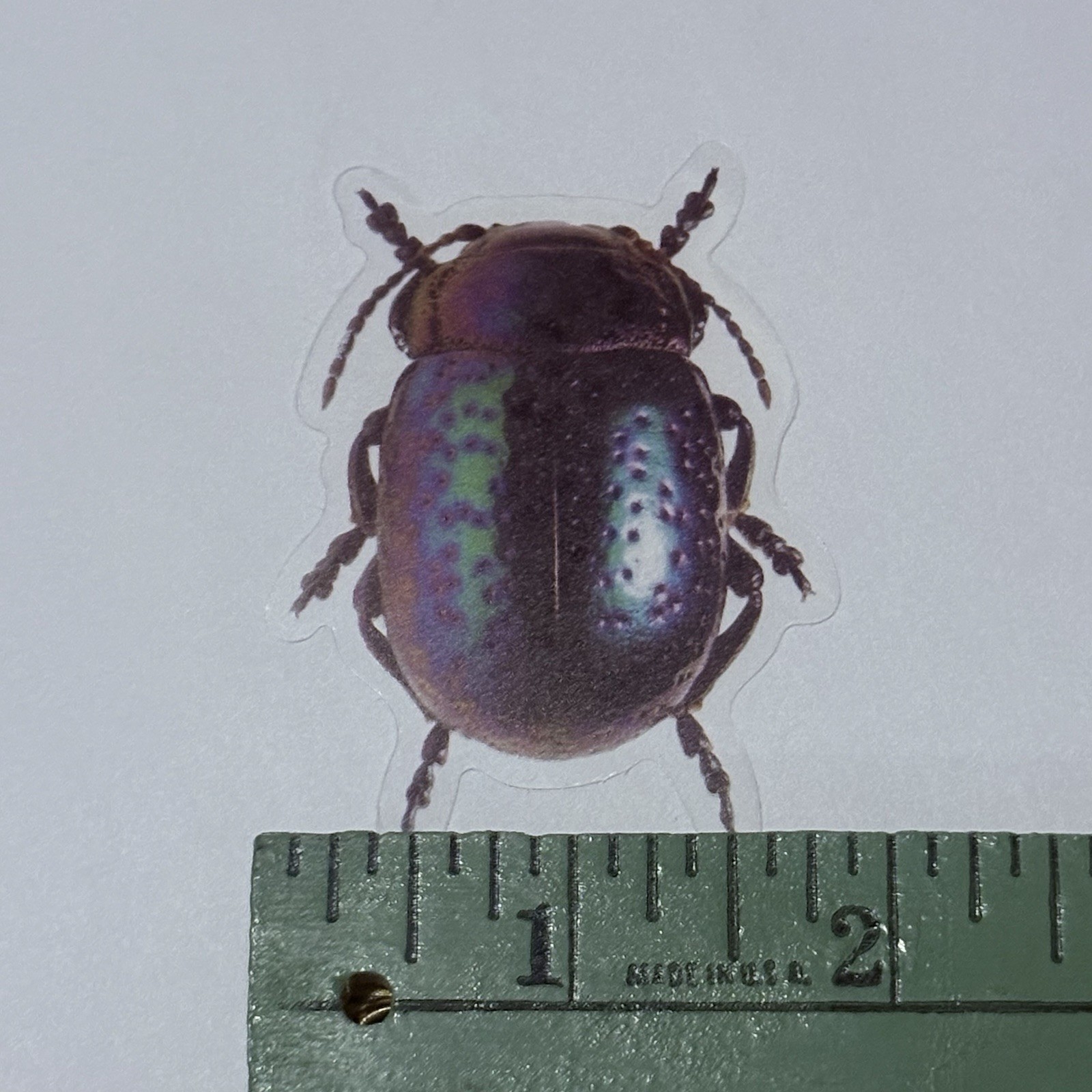 Chrysolina Perforata Leaf BeetleSticker Realistic Insect Art Transparent Tc9