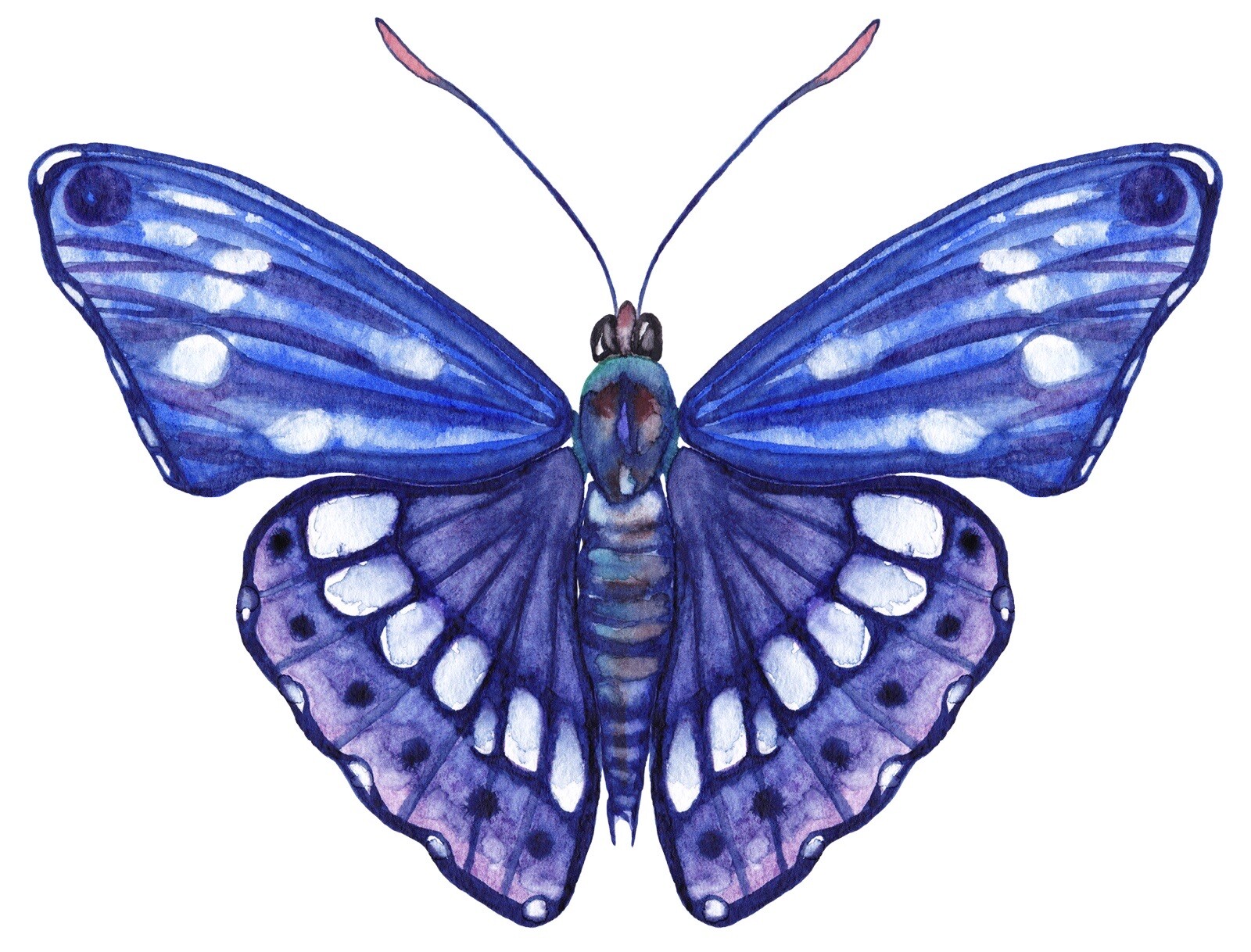 Butterfly Sticker Blue Purple Love Hippie Boho Summer Beautiful (4 Inch)