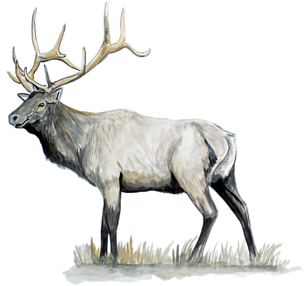 Elk Wildlife Art Printed Vinyl Decal Auto Truck SUV Car Wall Window Sticker