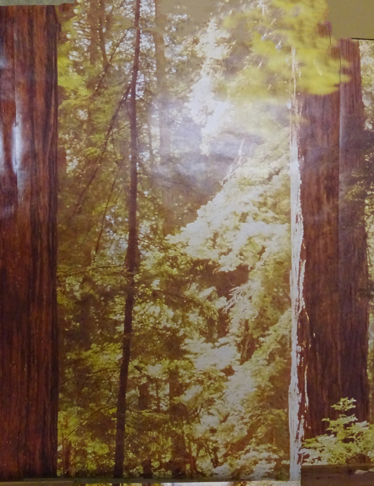 Full Wall Photo Mural Josef Muench Forest Woodland Trees Sun 8’ 8” x 12’ 6” NOS