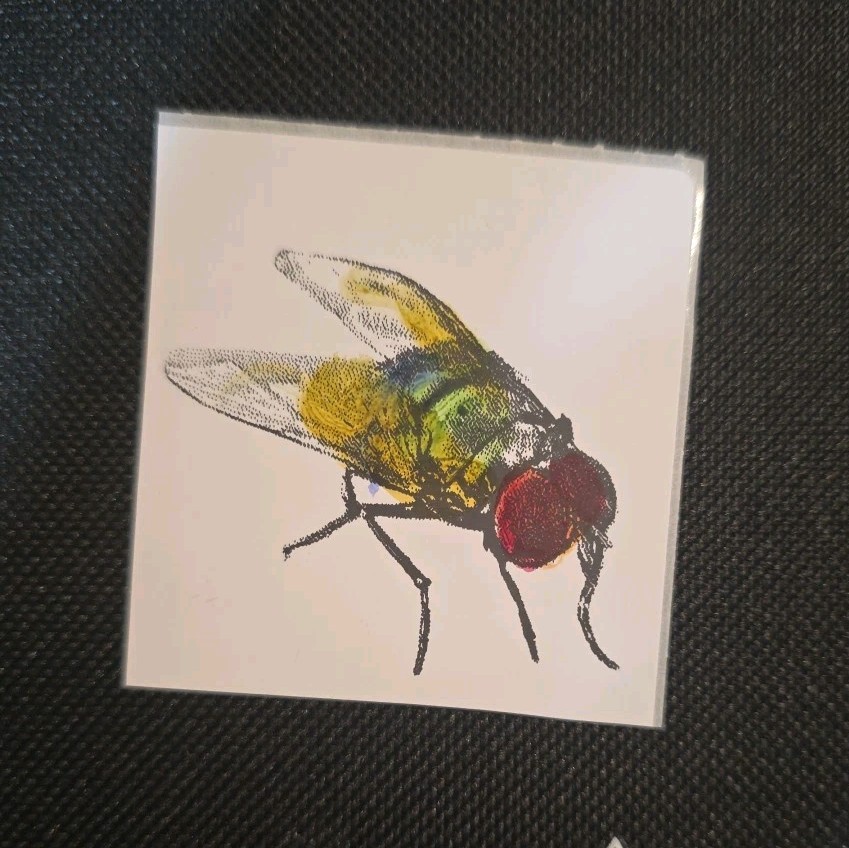 Set of 6 Fly Stickers 2×2 – Hand Drawn Insect Art – Original Illustration Decals