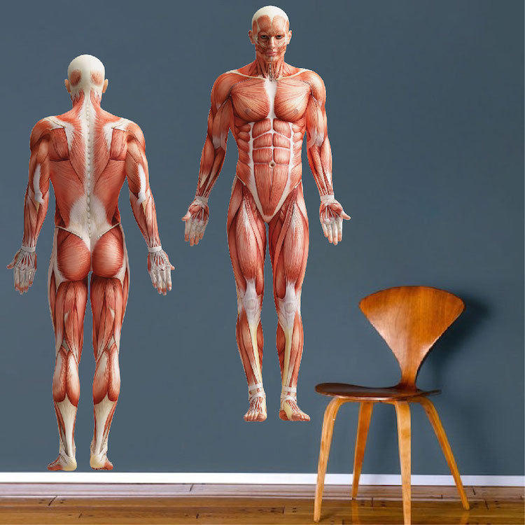 Human Body Wall Mural Decal Vinyl Doctor's Office Muscle Anatomy Wallpaper, c76