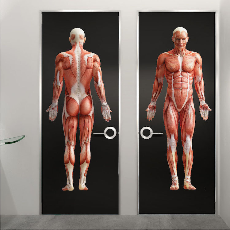 Human Body Wall Mural Decal Vinyl Doctor's Office Muscle Anatomy Wallpaper, c76