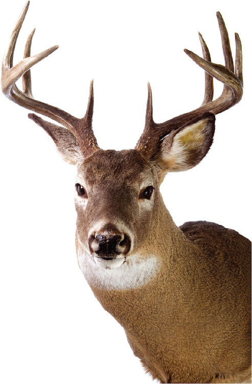 Deer Head Wall Decal Mural Antlers Hunting Wild Animals Removable Wall Art, a08