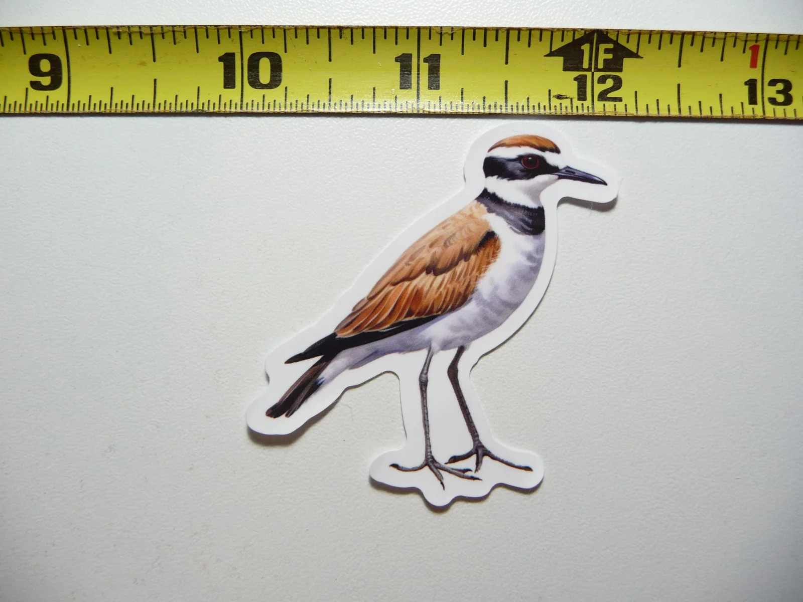 GREATER SAND PLOVER BIRD SMALL STICKER DECAL WILDLIFE PRESERVE NATURE ANIMAL
