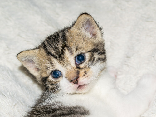 Tiny Kitten Blue Eyes Cute Cat Poster Print Paper OR Wall Vinyl