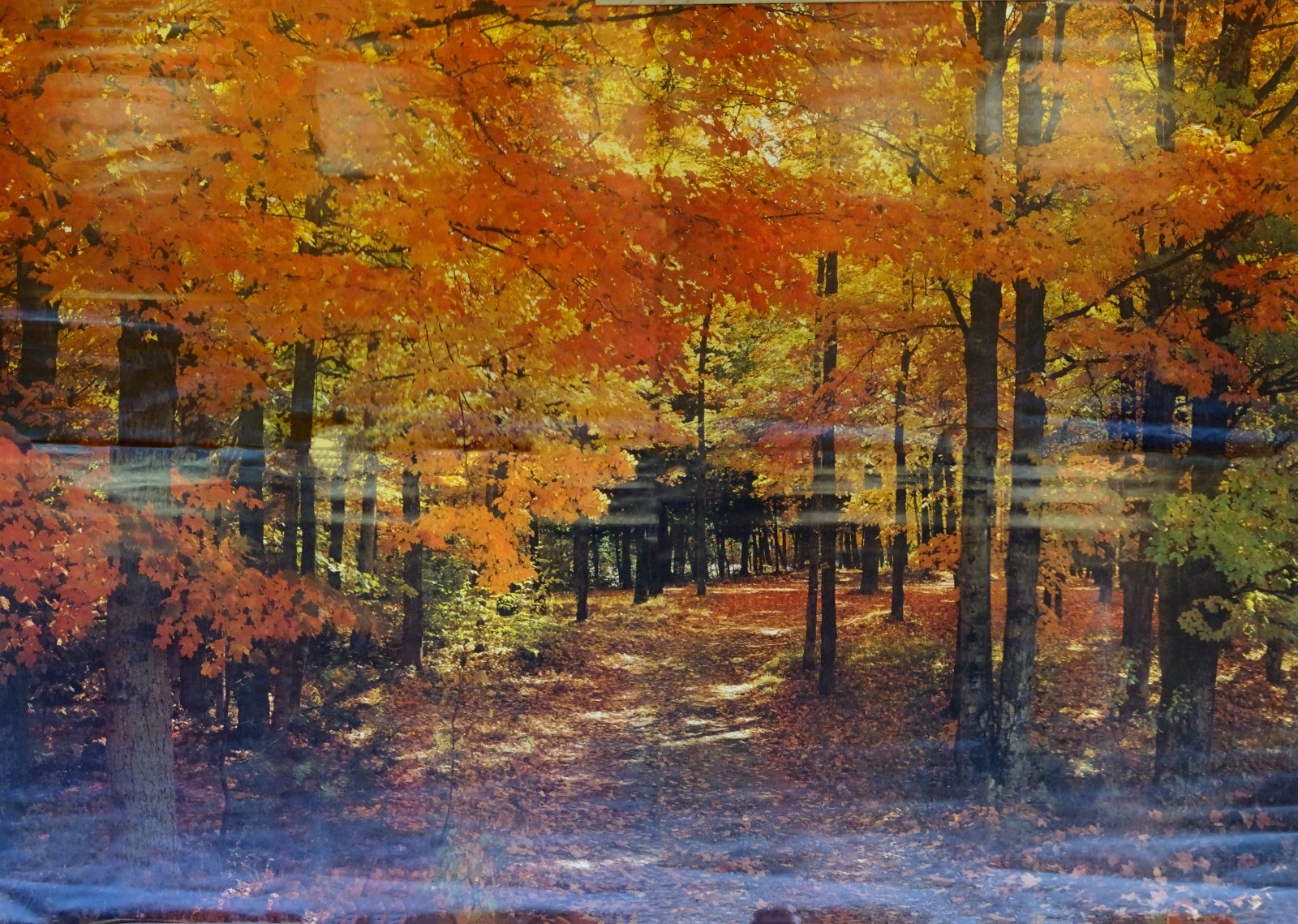 Full Wall Photo Mural Colorful Autumn Leaves Forest Path Tree 8’ 8” x 12’ 6” NOS