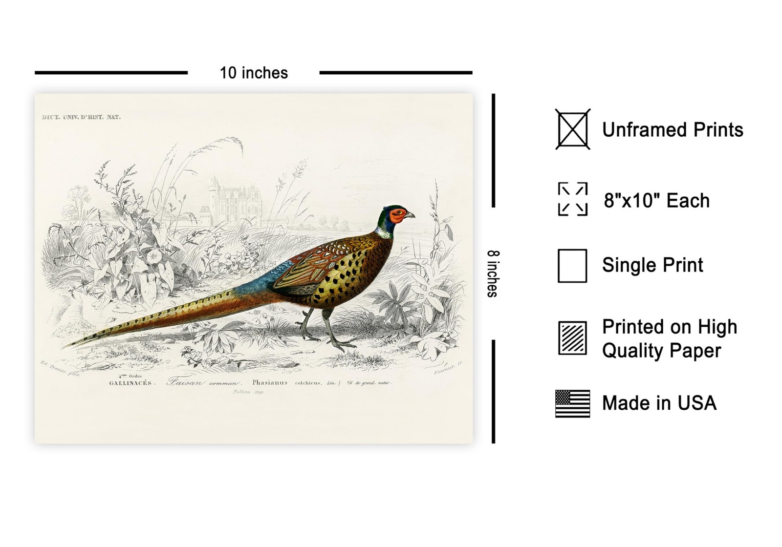 Poster Master Vintage Ring Necked Pheasant Poster – Retro Wildlife Print – Bi…