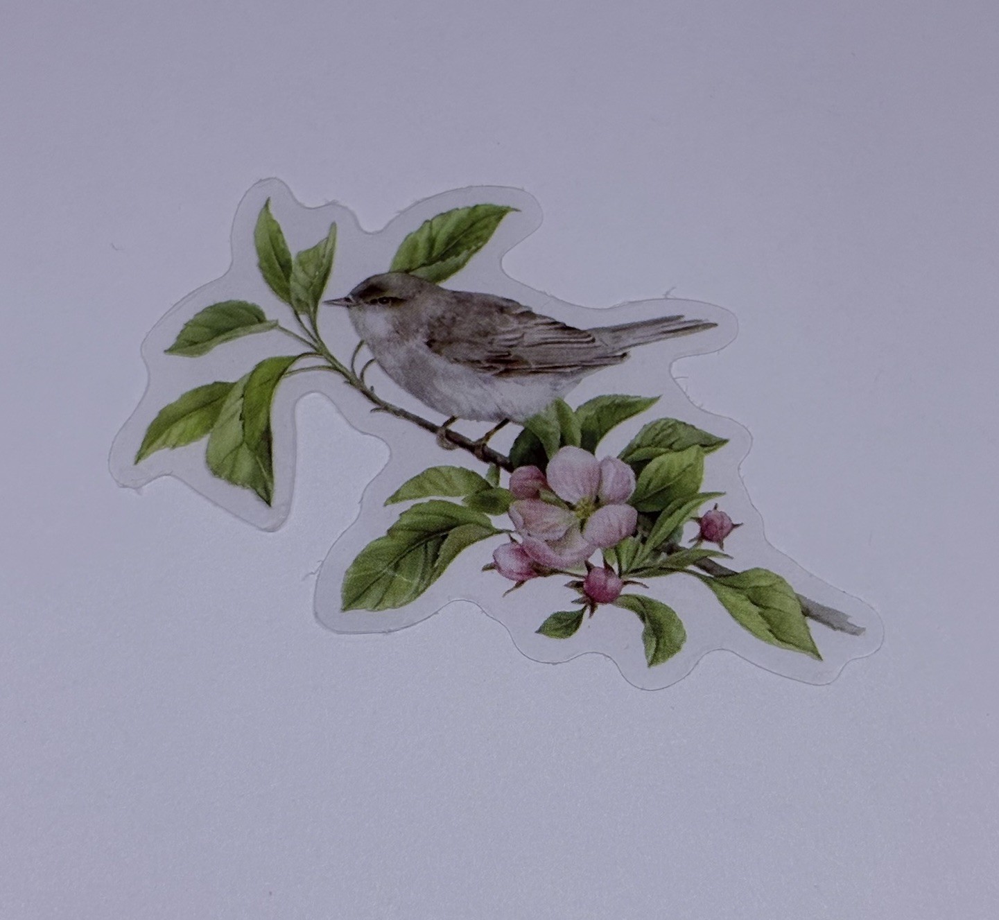 Whitethroat Bird On Tree Sticker Animal Art Transparent Journal Decal Vinyl Tc6
