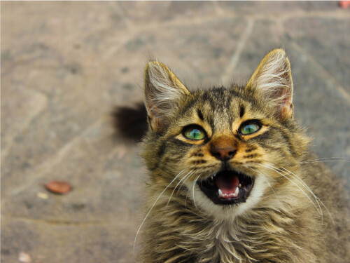 Fluffy Laughing Blue And Green Eyes Cute Cat Poster Print Paper OR Wall Vinyl