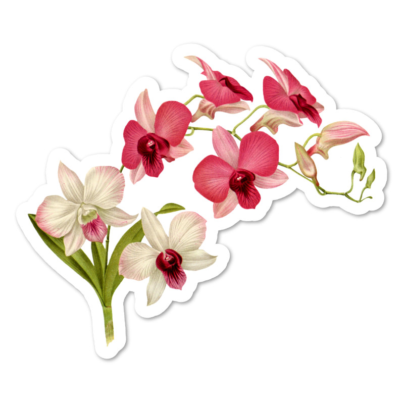 Pink and White Orchids Vinyl Sticker, Water Resistant, Scrapbooking, Laptop