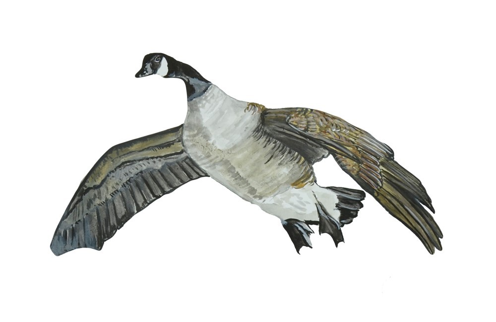 Decal Vinyl Sticker Flying Goose – Printed Vinyl Decal Made in USA