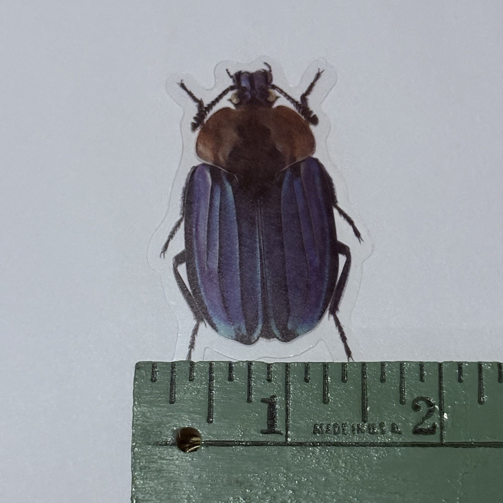 Blue Silphidae Beetle Sticker Realistic Insect Art Transparent Decal Vinyl Tc9