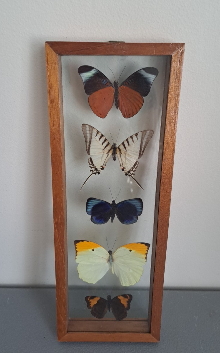 Framed Five Peruvian Butterflies 12.5" x 4.5"