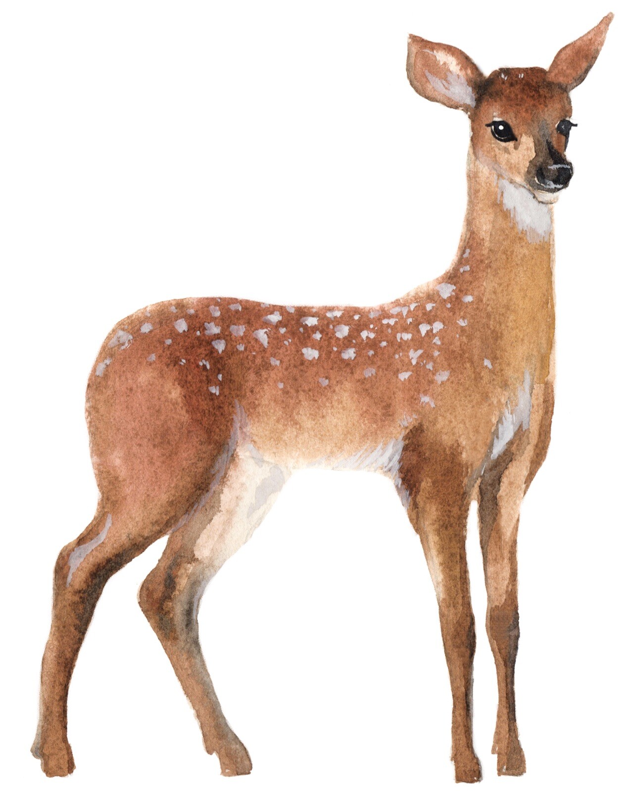 4” Whitetail Deer Sticker Wild Baby Fawn Woods Hunter Spots Cute Watercolor