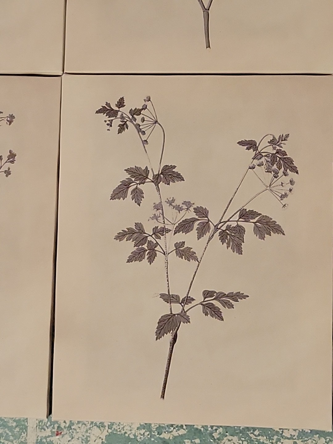 Set Of 4 8×10 Botanical Wall Art Plant Flower Prints Boho Floral Ready To Hang!