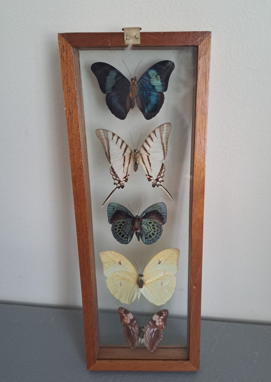 Framed Five Peruvian Butterflies 12.5" x 4.5"