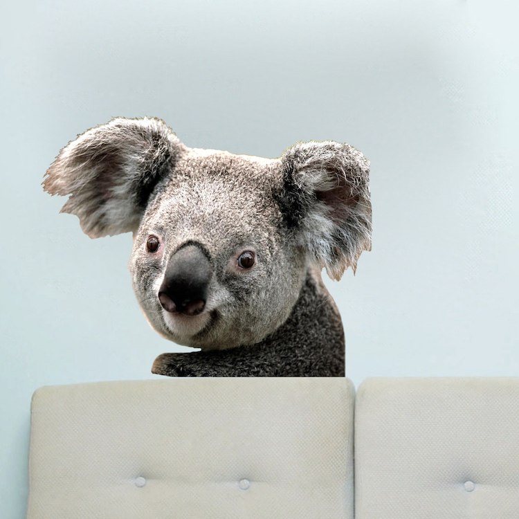 Cute Koala Wall Decal Mural Australia Wild Animals Removable Bear Vinyl, a19