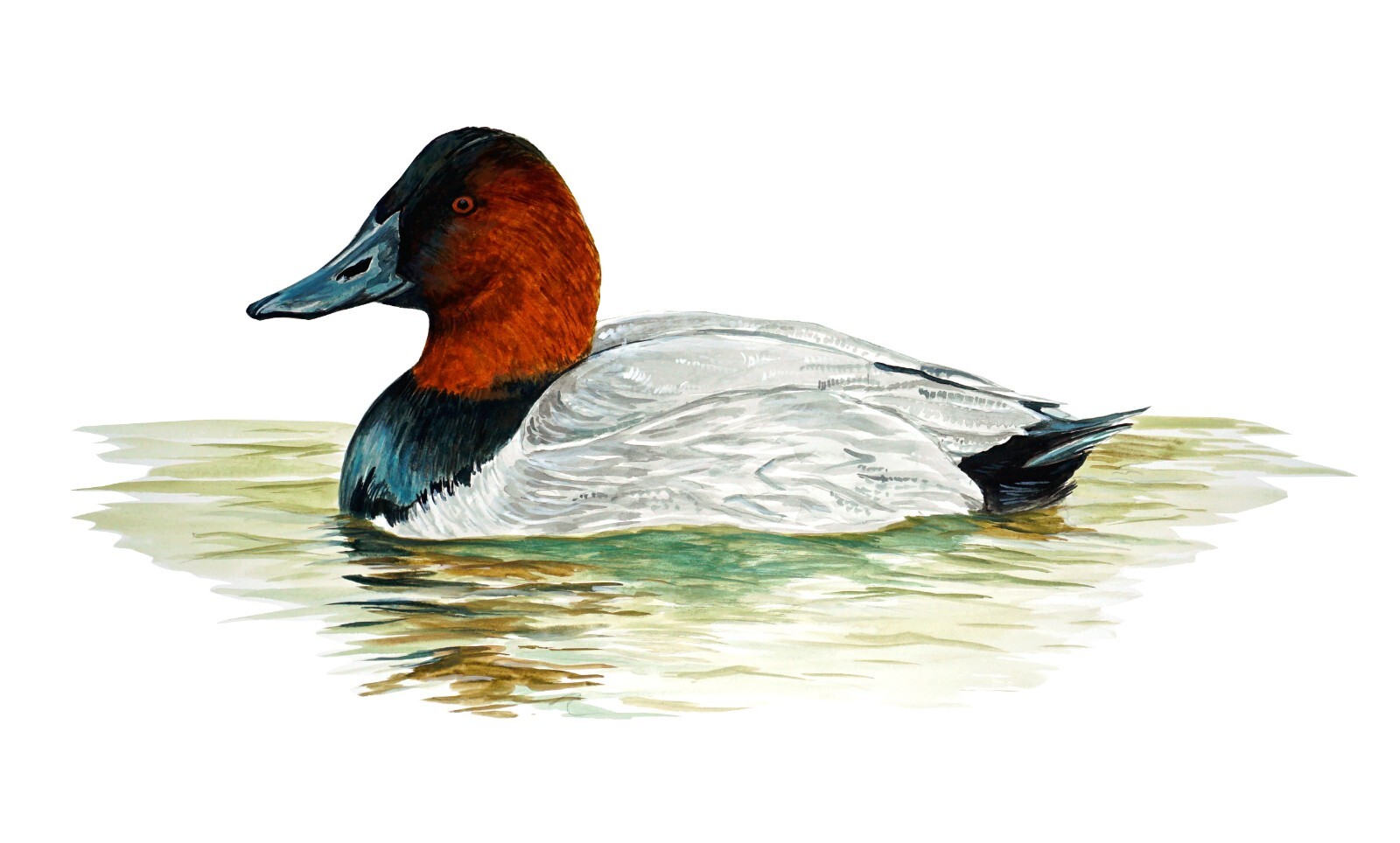 Canvasback Duck Swimming High Quality Vinyl Decal Sticker Truck Cooler Tumbler
