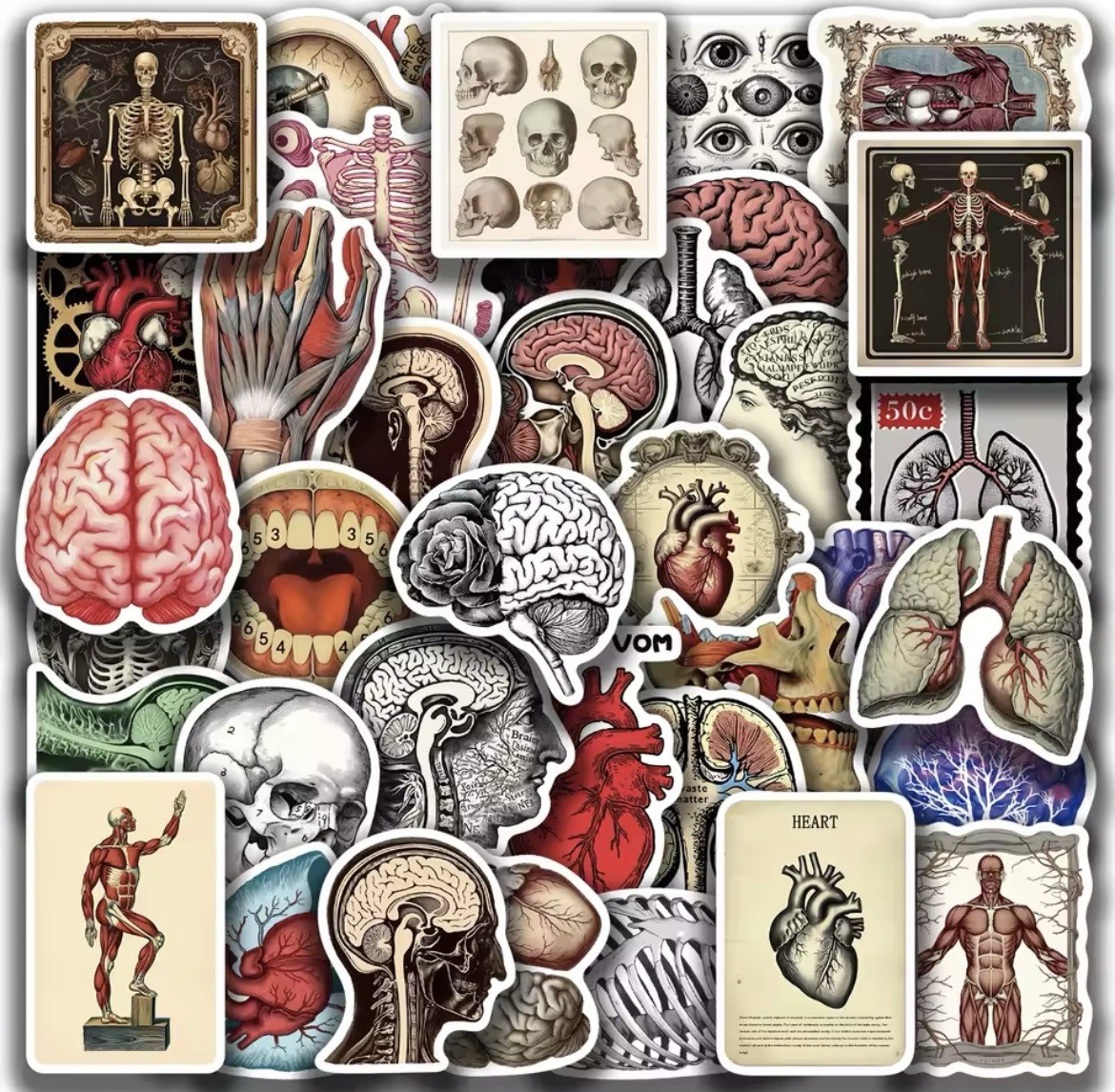 Body Parts Anatomy Style Stickers 50pk Mix Matte Finish Stickers FREE SHIPPING